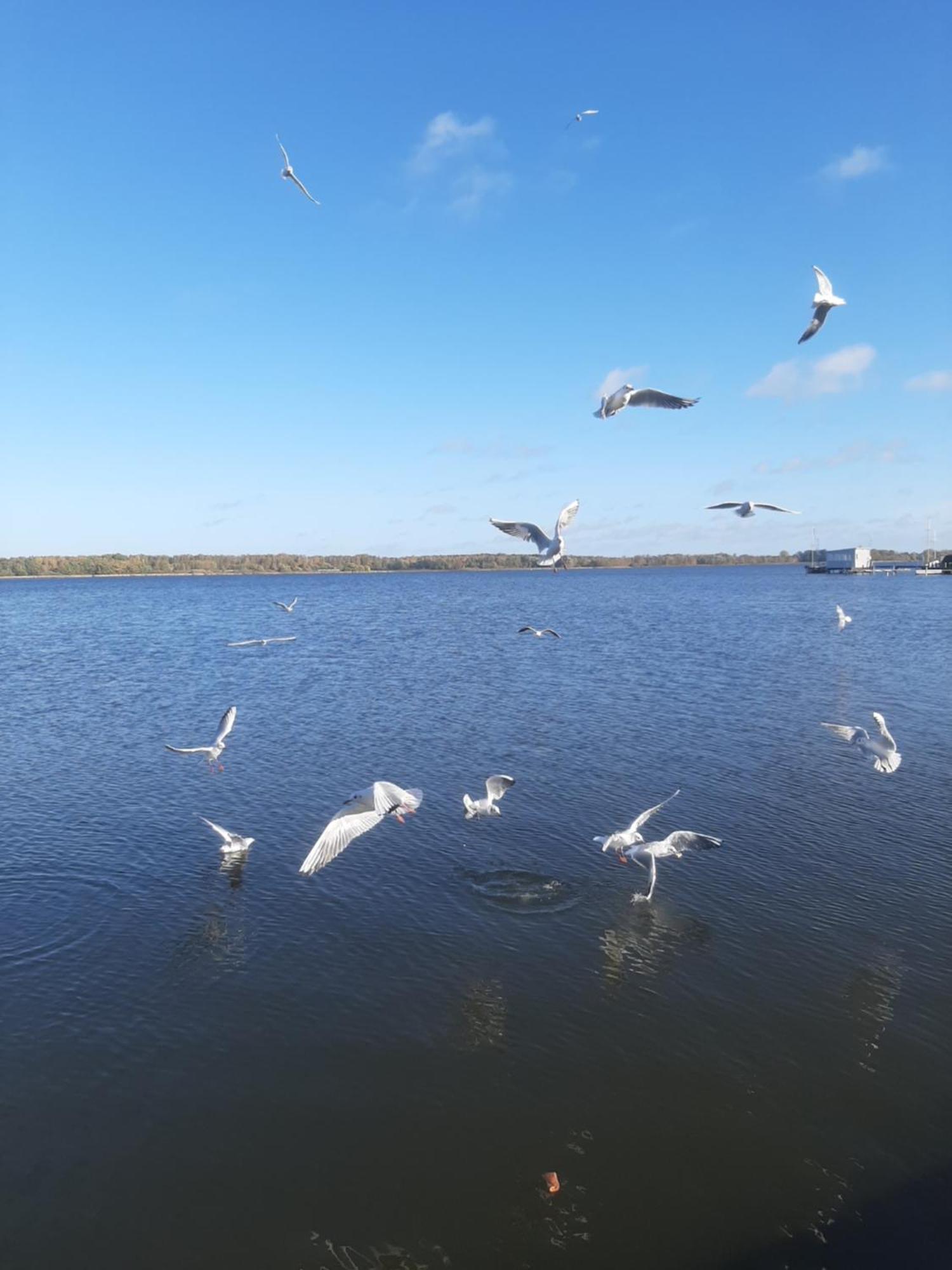 Hotel Perle Am Bodden Ribnitz-Damgarten Dış mekan fotoğraf
